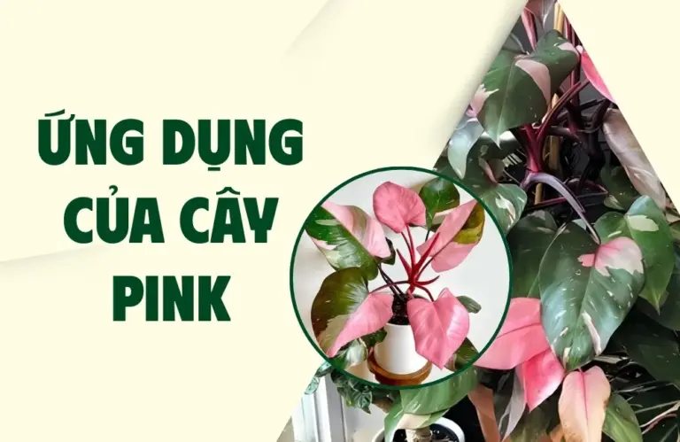 Vì sao ứng dụng của cây pink ngày càng được ưa chuộng?