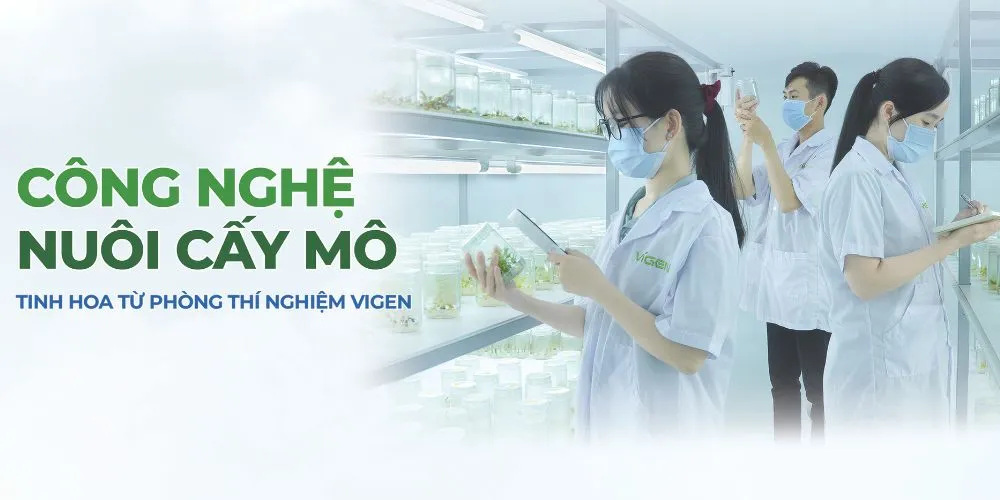 Vigen- trung tâm cây giống lớn nhất Việt Nam