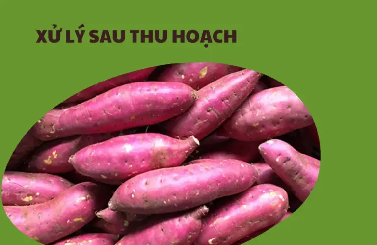 Xử lý khoai lang Nhật sau thu hoạch như thế nào để bảo quản lâu