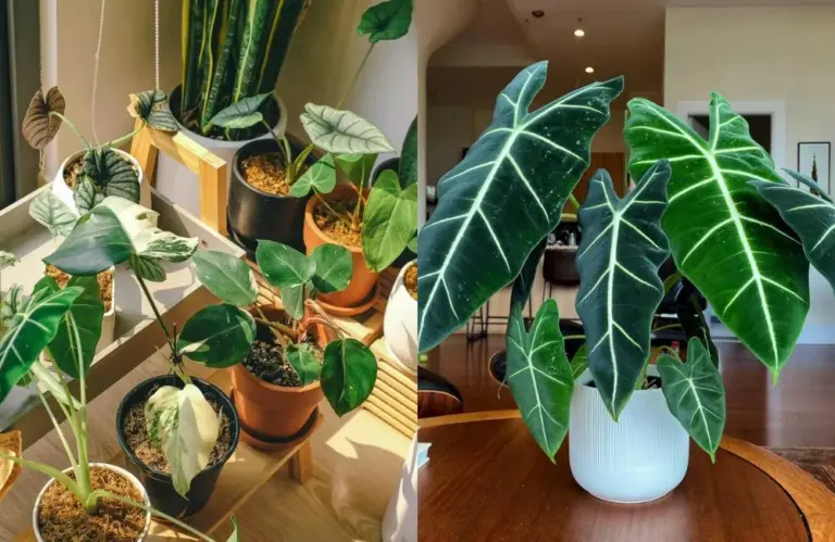 Ý nghĩa phong thủy cây Alocasia trong đời sống hiện đại là gì?
