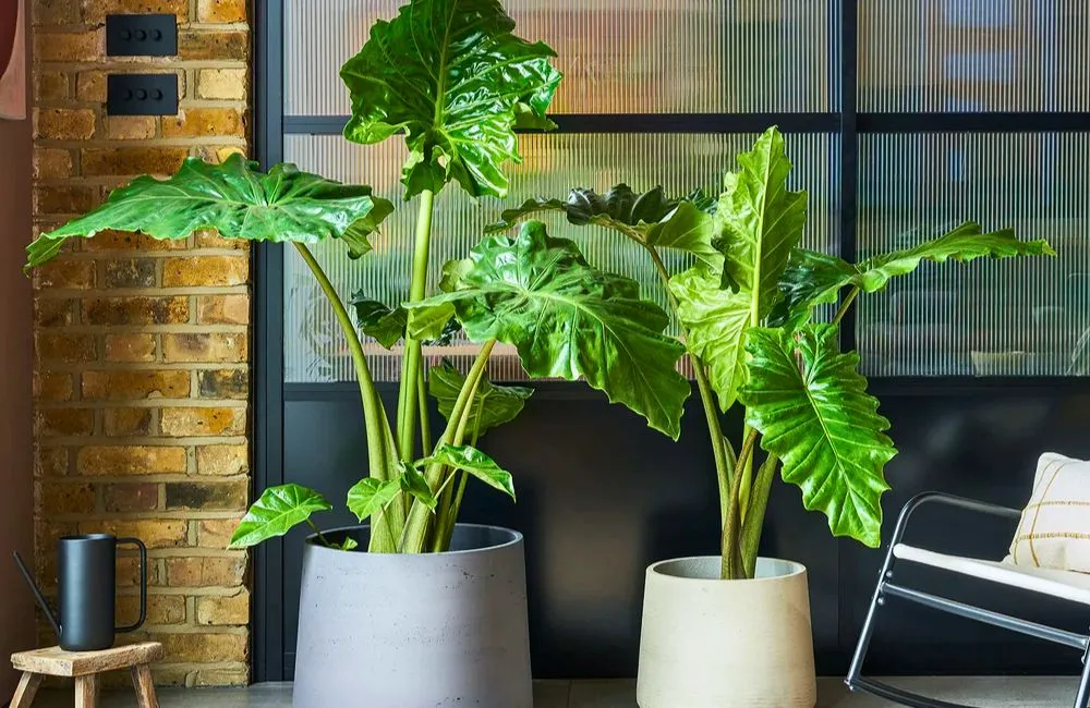 Ý nghĩa phong thủy cây Alocasia