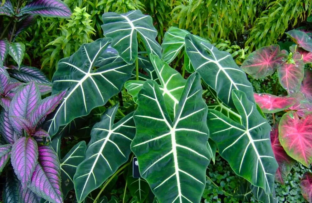 Ý nghĩa phong thủy cây Alocasia