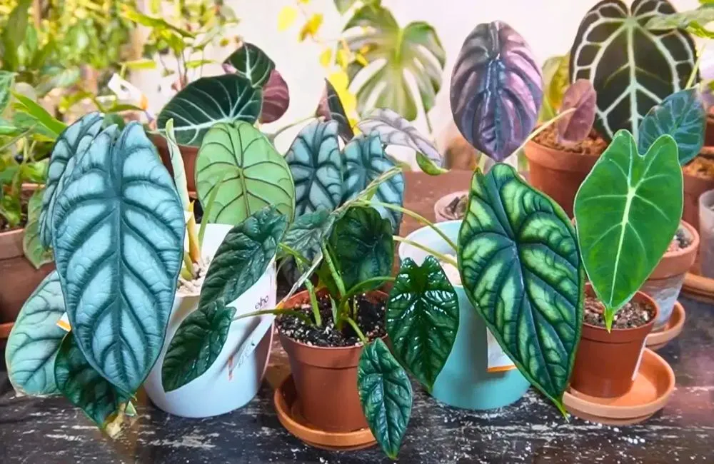 Ý nghĩa phong thủy cây Alocasia