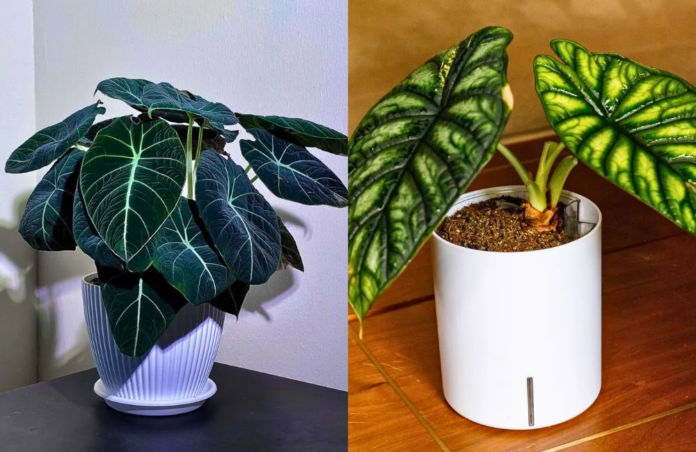 Ý nghĩa phong thủy cây Alocasia