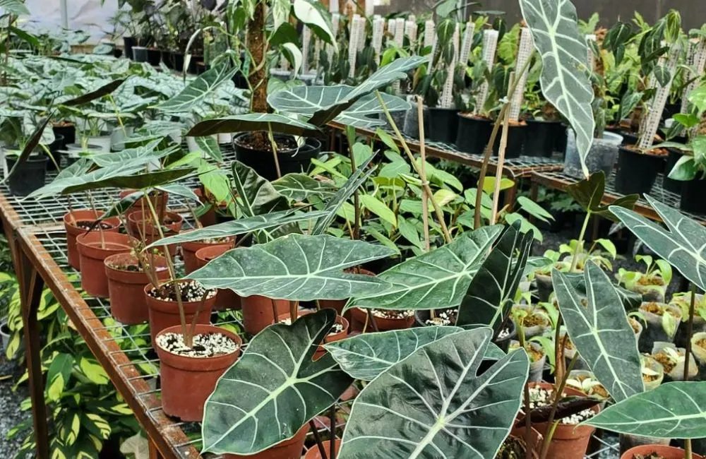 Ý nghĩa phong thủy cây Alocasia