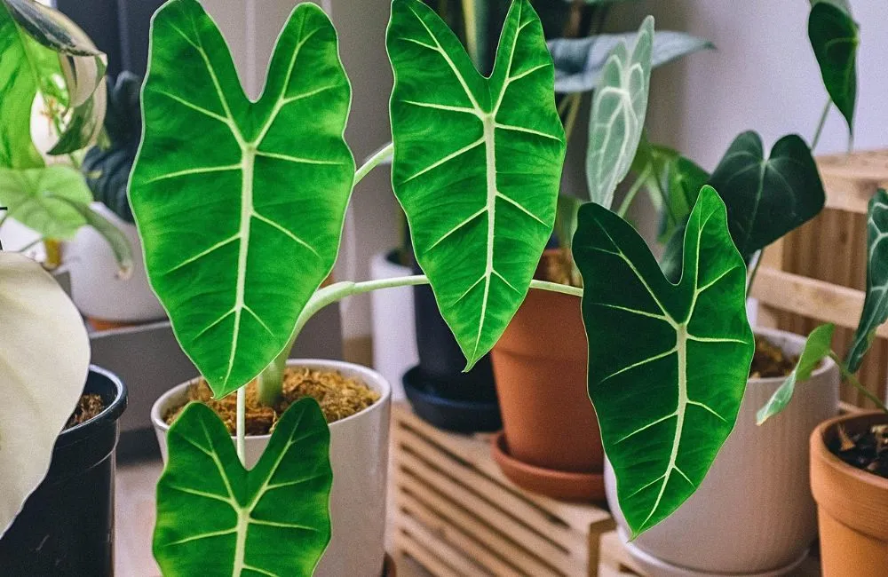 Ý nghĩa phong thủy cây Alocasia