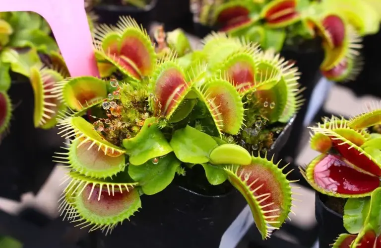 Ý nghĩa phong thủy bẫy kẹp – Vì sao loài cây ăn thịt này được ưa chuộng?