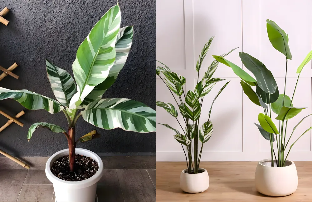 Đặt cây chuối var trong phòng khách