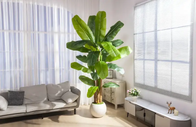 Ý nghĩa phong thủy cây chuối var hợp với mệnh nào của bạn?