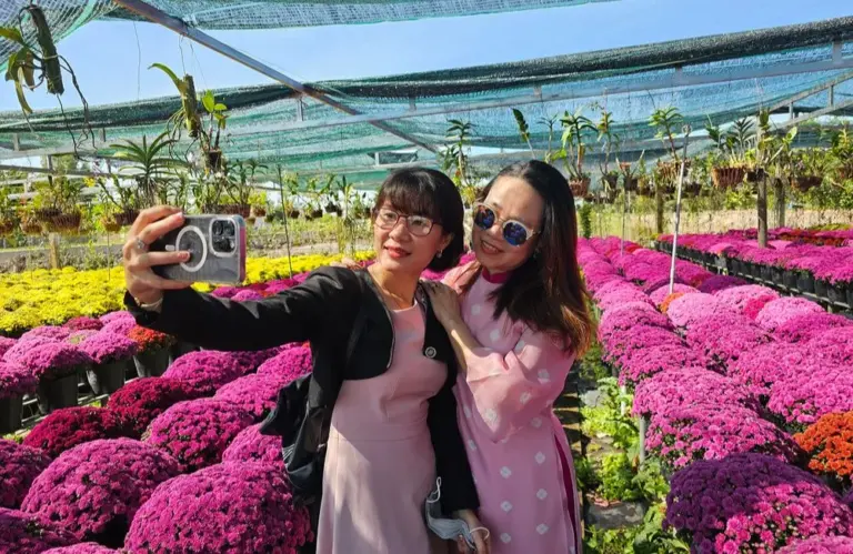 Điều gì khiến ý nghĩa phong thủy cúc MX Hồng trở nên đặc biệt?