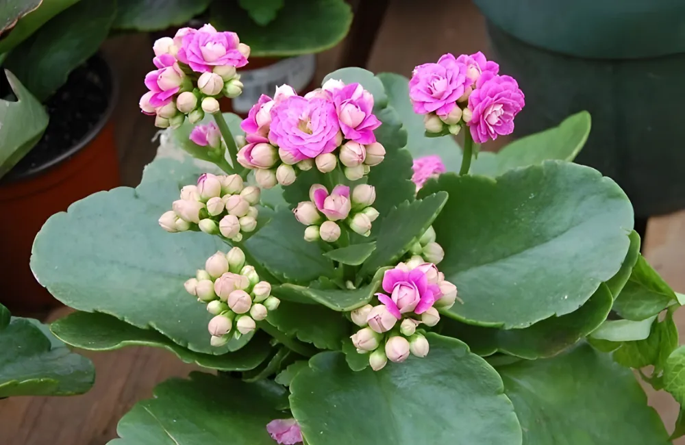 Cây sống đời hồng mang tài lộc, may mắn