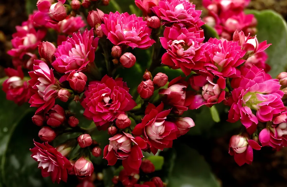 ý nghĩa phong thuỷ sống đời hồng