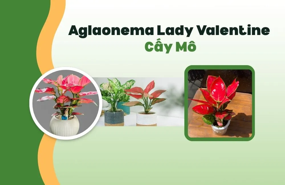 Aglaonema Lady Valentine Cấy Mô