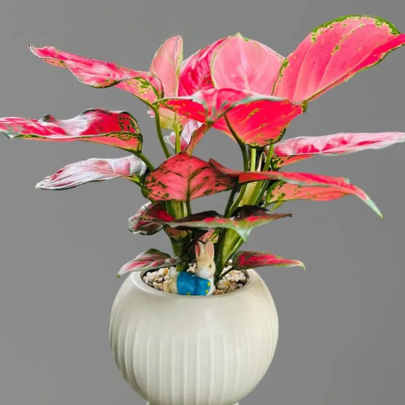 Aglaonema Lady Valentine Cấy Mô - Ảnh 5