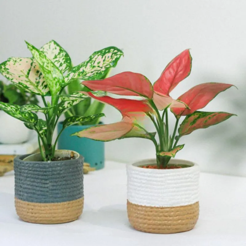 Aglaonema Lady Valentine cấy mô tại ViGen