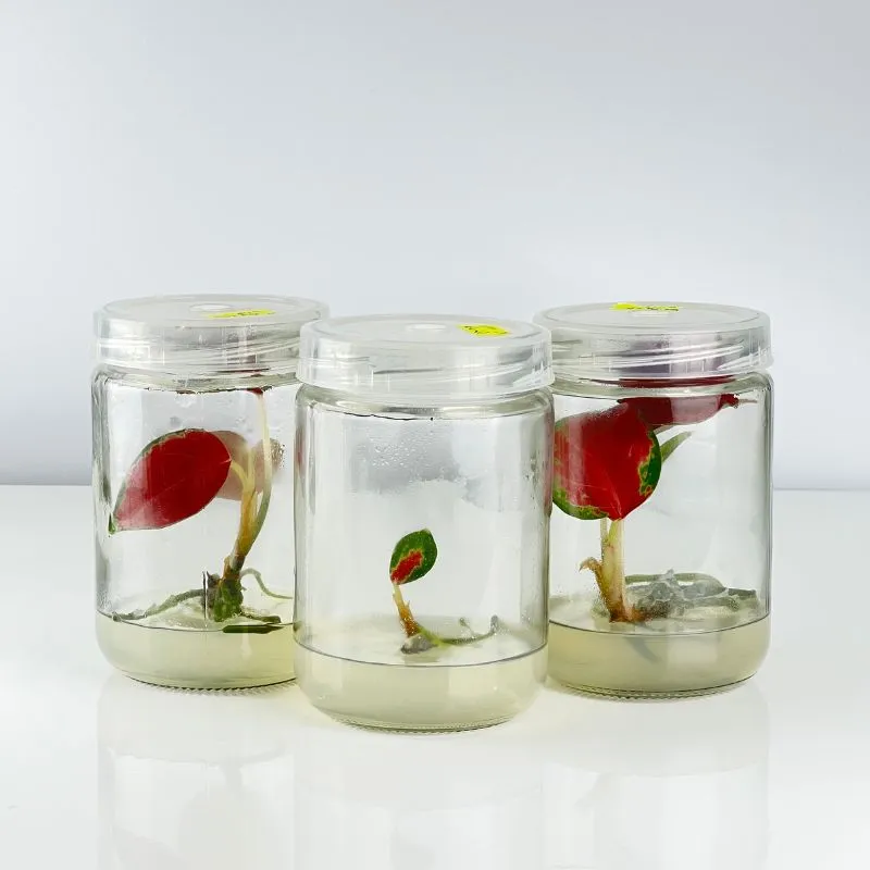 Aglaonema Lady Valentine cấy mô