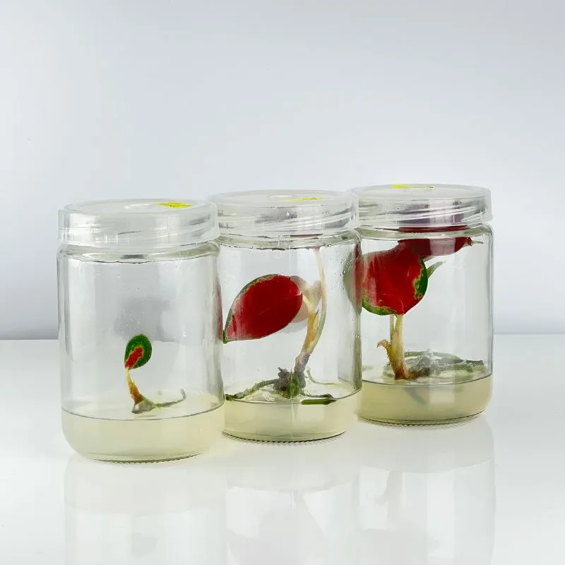 Aglaonema Lady Valentine cấy mô