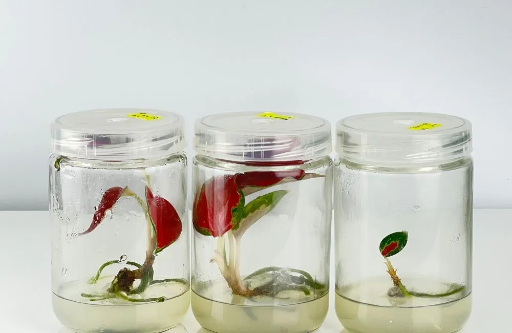 Aglaonema Lady Valentine Cấy Mô