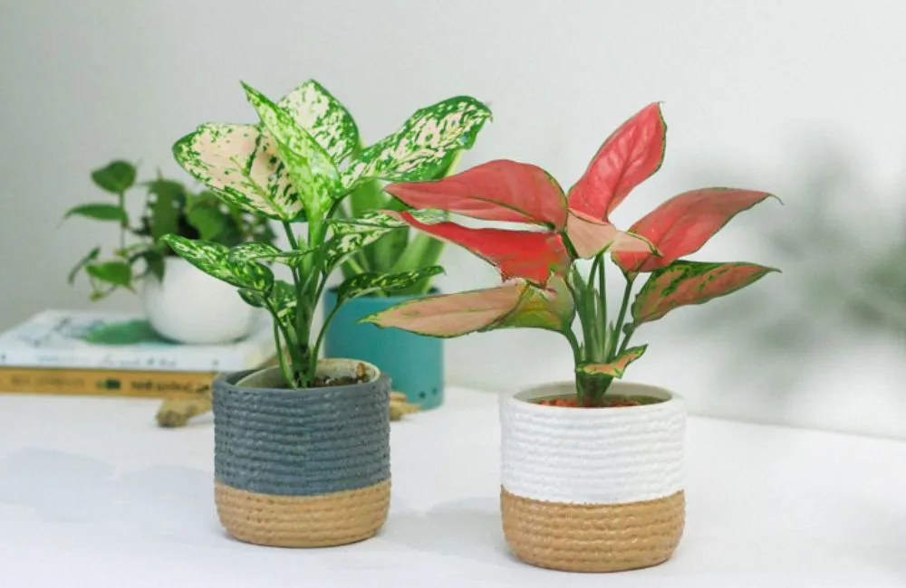 Aglaonema Lady Valentine Cấy Mô