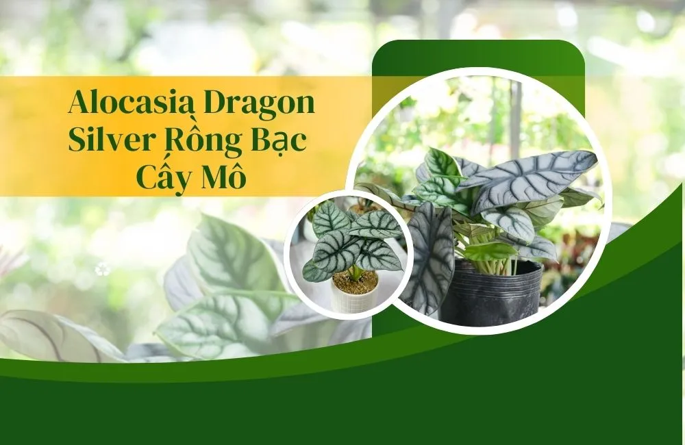 Alocasia Dragon Silver Rồng Bạc Cấy Mô