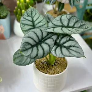 Alocasia Dragon Silver Rồng Bạc Cấy Mô