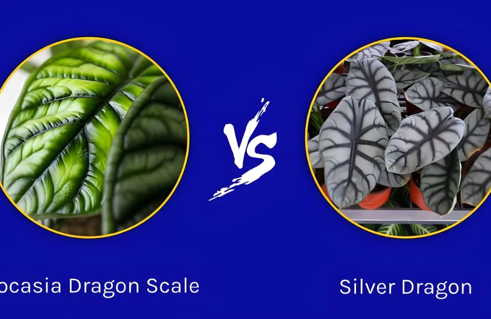 Alocasia Dragon Silver Rồng Bạc cấy mô