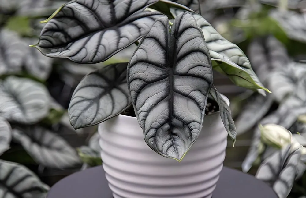 Alocasia Dragon Silver Rồng Bạc Cấy Mô