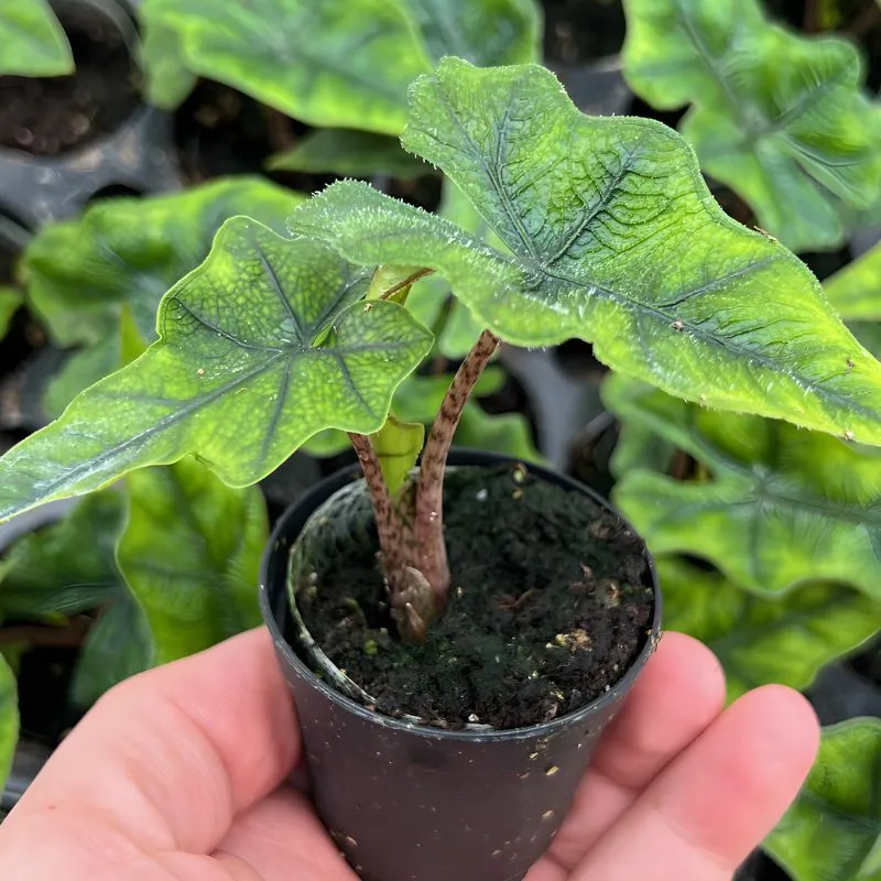 Alocasia Jacklyn Cấy Mô