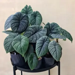 Alocasia Melo cấy mô