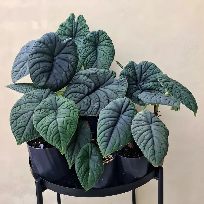 Alocasia Melo Cấy Mô