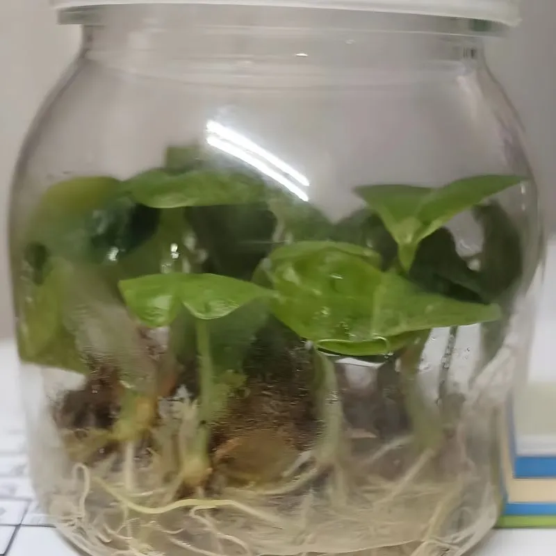 Alocasia Melo Cấy Mô