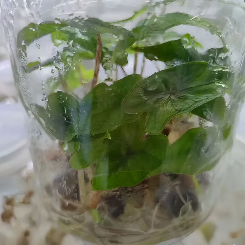 Alocasia Jacklyn Cấy Mô