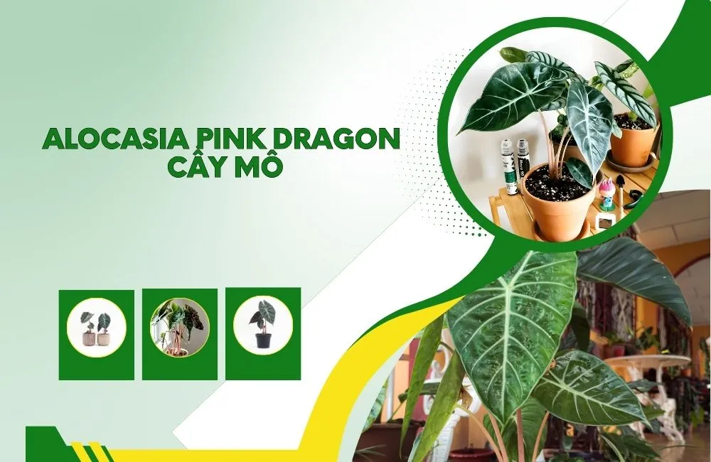 Alocasia Pink Dragon Cấy Mô