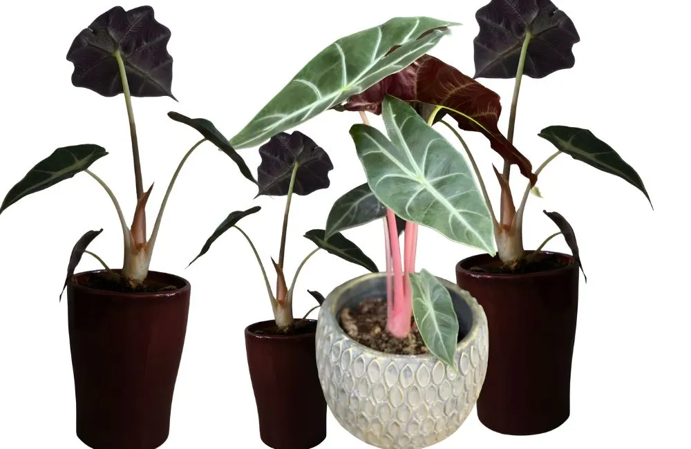 Alocasia Pink Dragon cấy mô