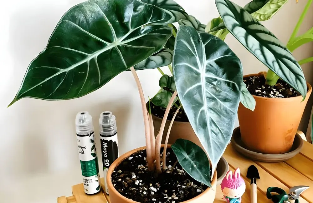 Alocasia Pink Dragon cấy mô