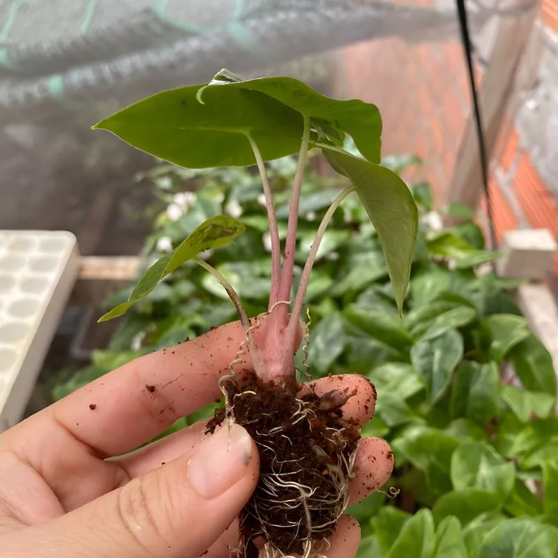 Alocasia Pink Dragon cấy mô