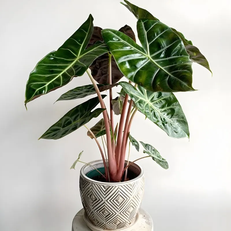 Alocasia Pink Dragon cấy mô