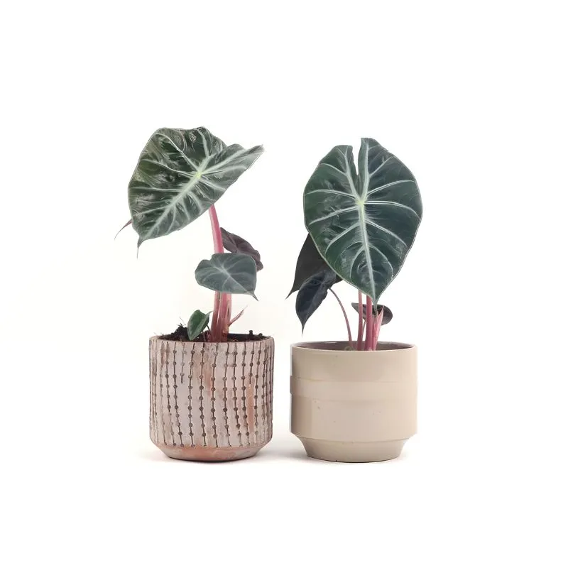 Alocasia Pink Dragon cấy mô