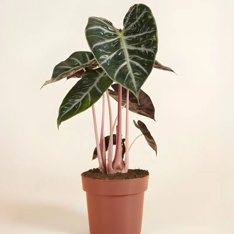 Alocasia Pink Dragon cấy mô