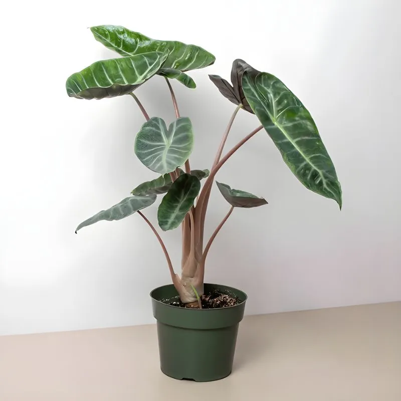 Alocasia Pink Dragon cấy mô