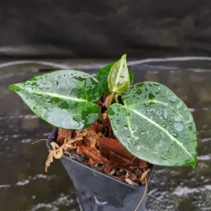 Anthurium crystallinum Dark x Indo Hoffmannii Cấy Mô
