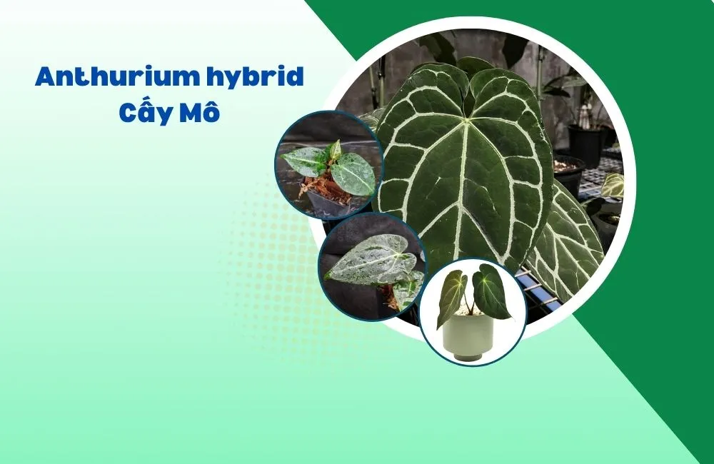 Anthurium crystallinum Dark x Indo Hoffmannii Cấy Mô