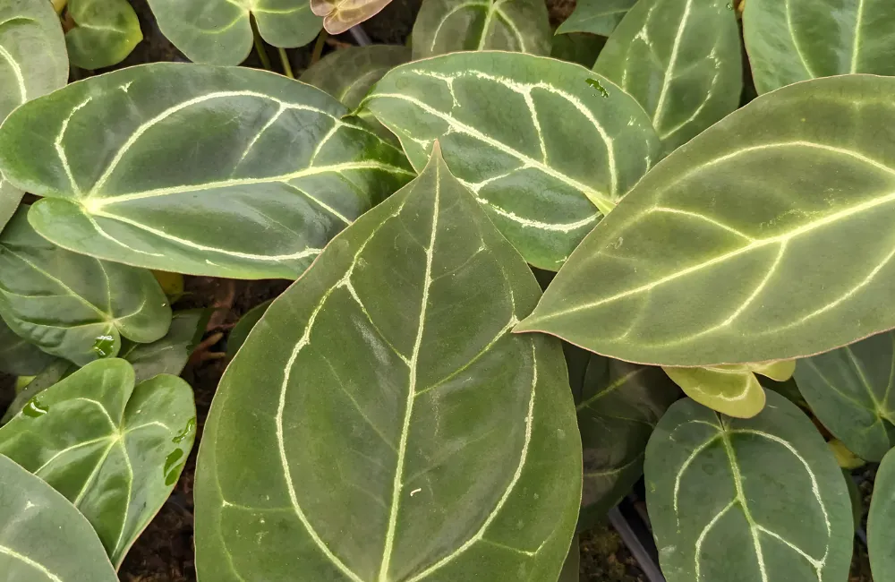 Anthurium crystallinum Dark x Indo Hoffmannii Cấy Mô