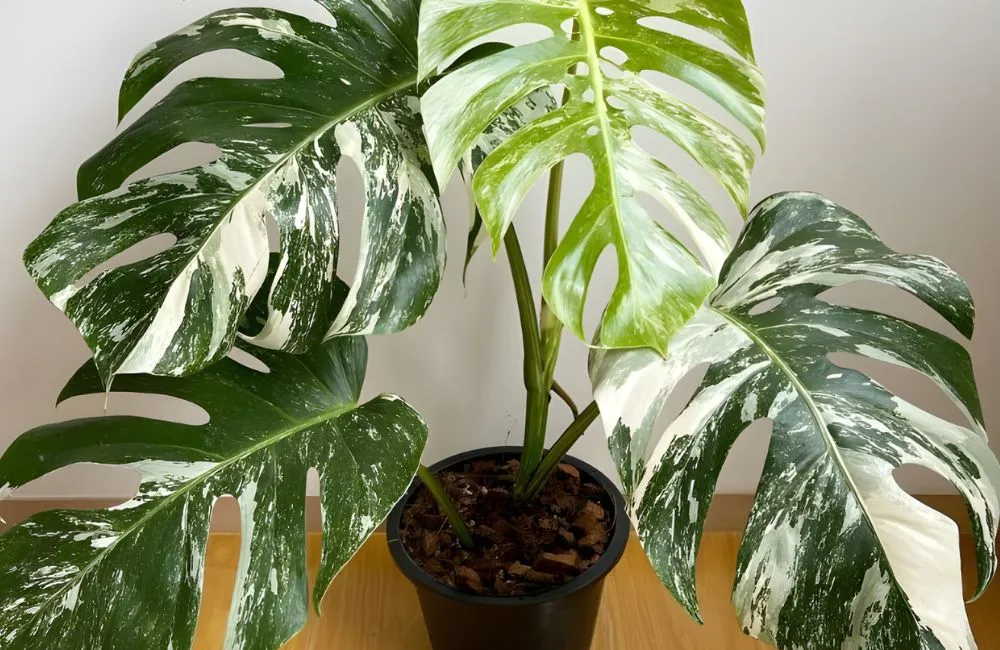 Monstera Borsigiana Albo Cấy Mô 