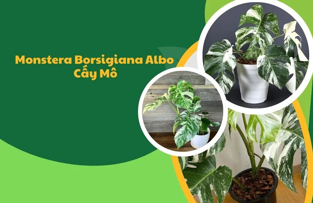 Monstera Borsigiana Albo Cấy Mô