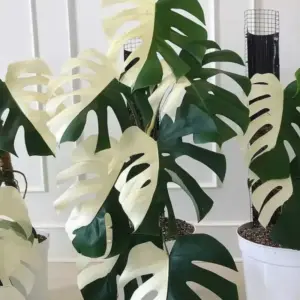 Monstera Borsigiana Albo Cấy Mô