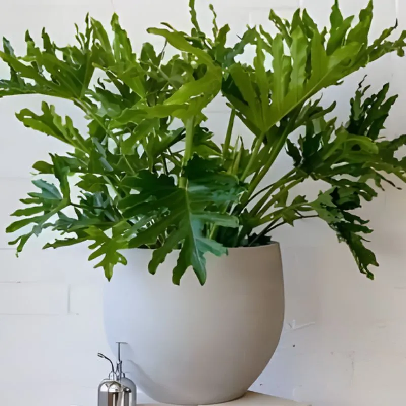 Philodendron Bipinnatifidum Cấy Mô - Ảnh 6