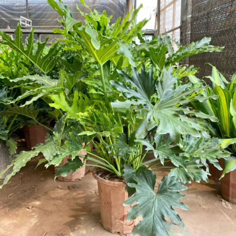 Philodendron Bipinnatifidum Cấy Mô - Ảnh 5
