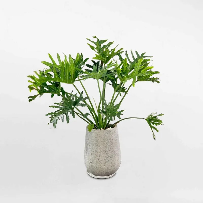 Philodendron Bipinnatifidum Cấy Mô - Ảnh 4