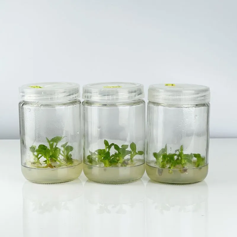 Philodendron Bipinnatifidum Cấy Mô